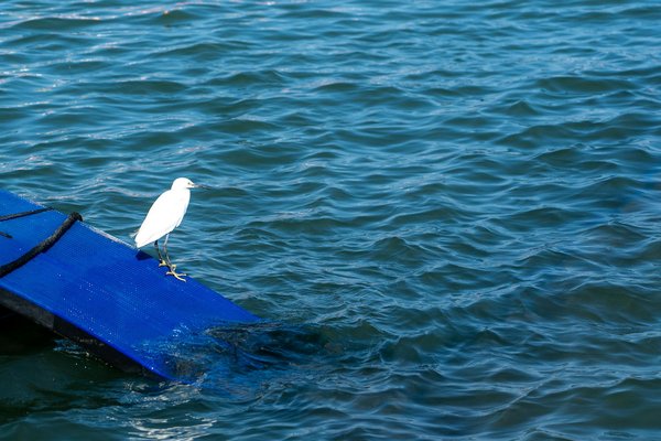 What are the psychological benefits of pet therapy for patients with chronic illnesses?